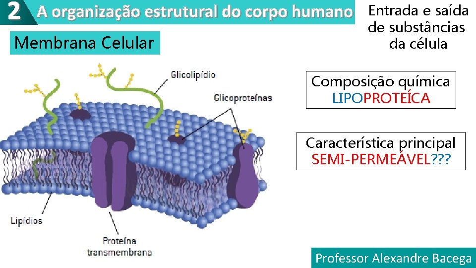 2 A organização estrutural do corpo humano Membrana Celular Entrada e saída de substâncias