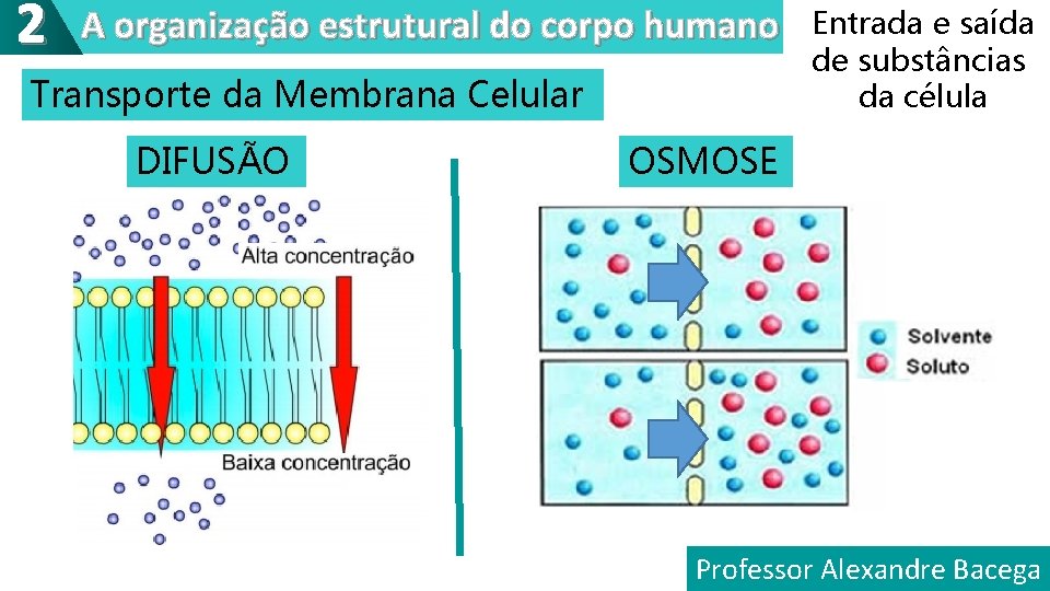2 A organização estrutural do corpo humano Transporte da Membrana Celular DIFUSÃO Entrada e