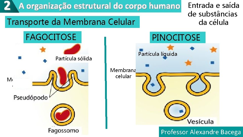 2 A organização estrutural do corpo humano Transporte da Membrana Celular FAGOCITOSE PINOCITOSE Partícula