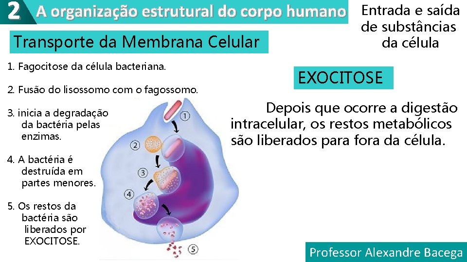 2 A organização estrutural do corpo humano Transporte da Membrana Celular 1. Fagocitose da