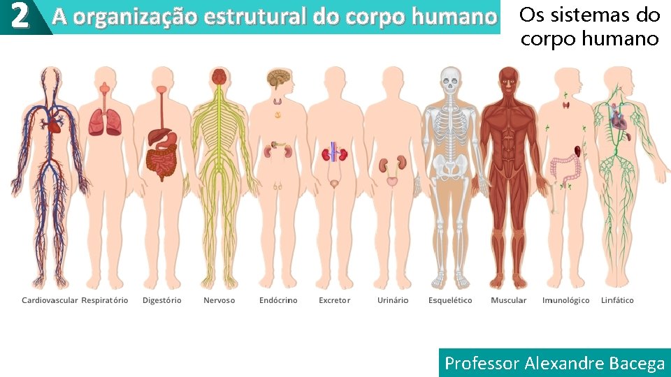 2 A organização estrutural do corpo humano Os sistemas do corpo humano Professor Alexandre