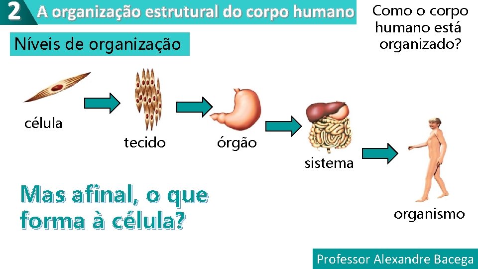 2 A organização estrutural do corpo humano Níveis de organização Como o corpo humano