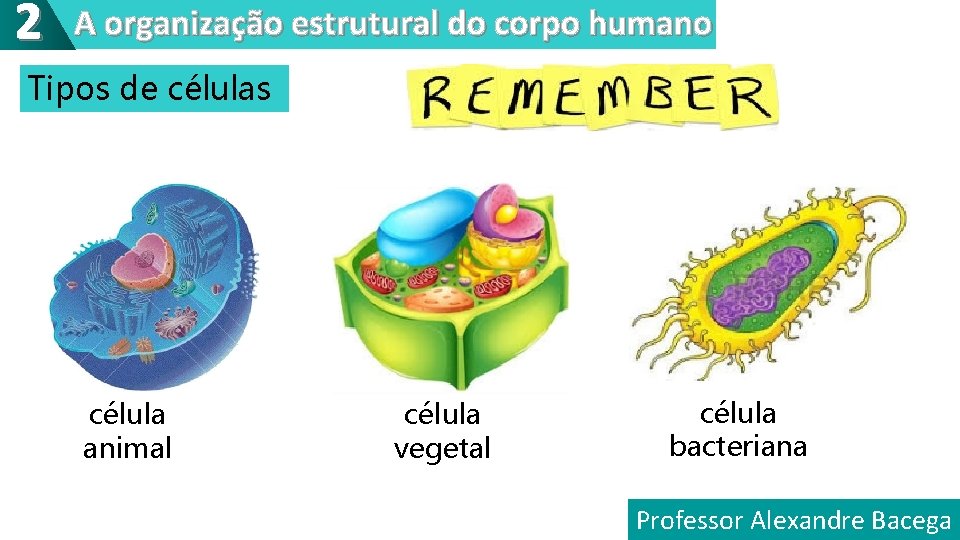 2 A organização estrutural do corpo humano Tipos de células célula animal célula vegetal