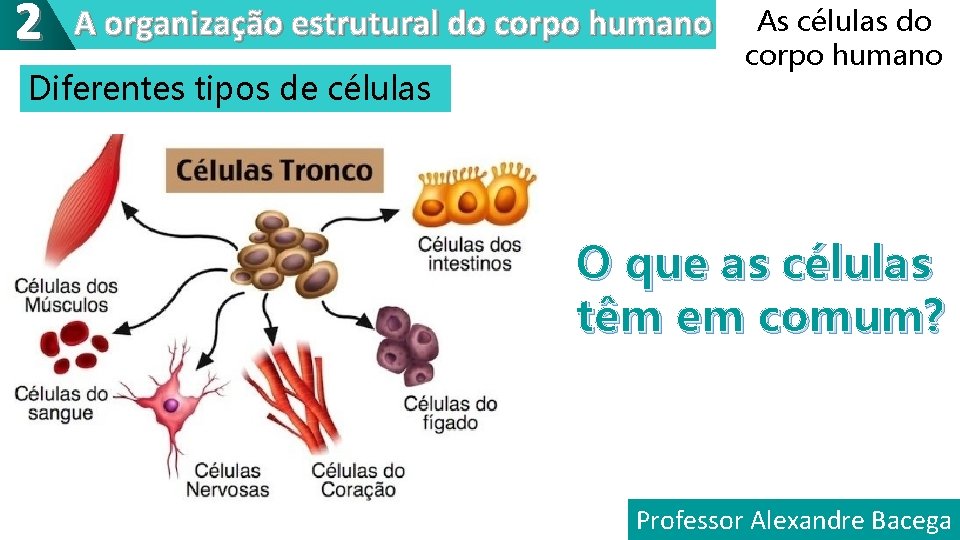 2 A organização estrutural do corpo humano Diferentes tipos de células As células do