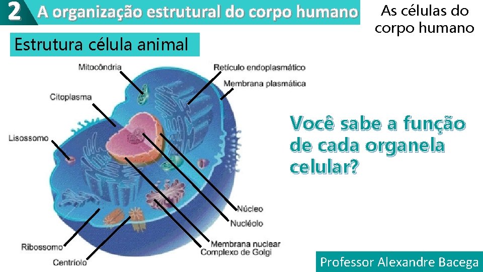 2 A organização estrutural do corpo humano Estrutura célula animal As células do corpo