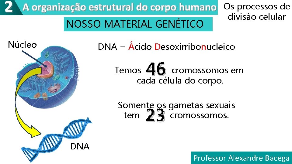 2 A organização estrutural do corpo humano NOSSO MATERIAL GENÉTICO Núcleo Os processos de