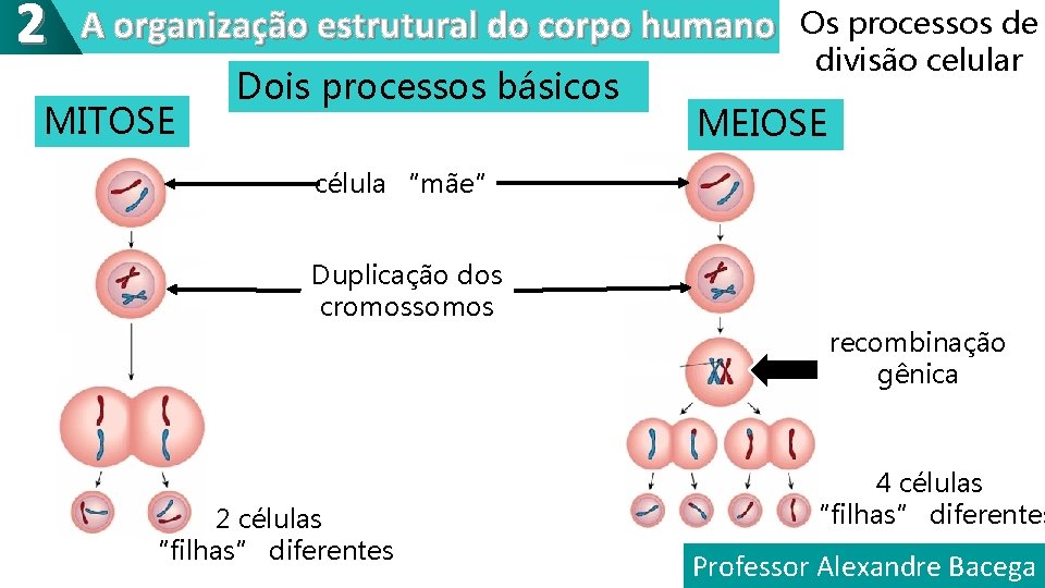 2 A organização estrutural do corpo humano MITOSE Dois processos básicos Os processos de