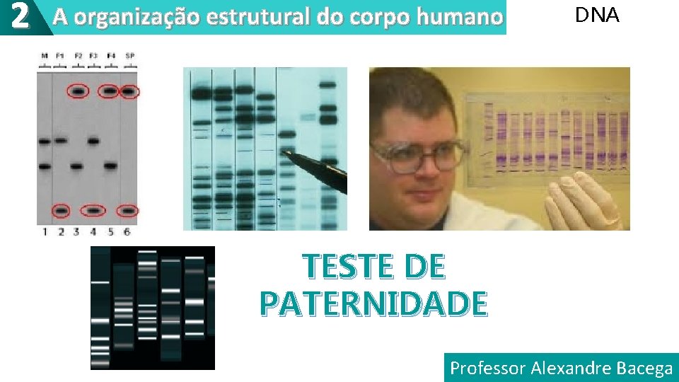 2 A organização estrutural do corpo humano DNA TESTE DE PATERNIDADE Professor Alexandre Bacega