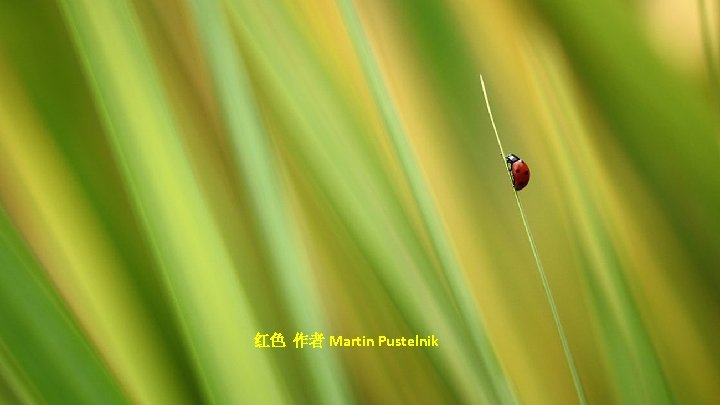 红色 作者 Martin Pustelnik 