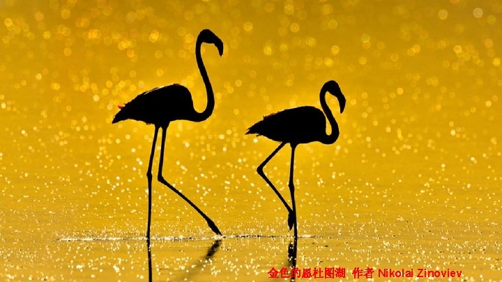 金色的恩杜图湖 作者 Nikolai Zinoviev 