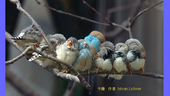 午睡 作者 Istvan Lichner 