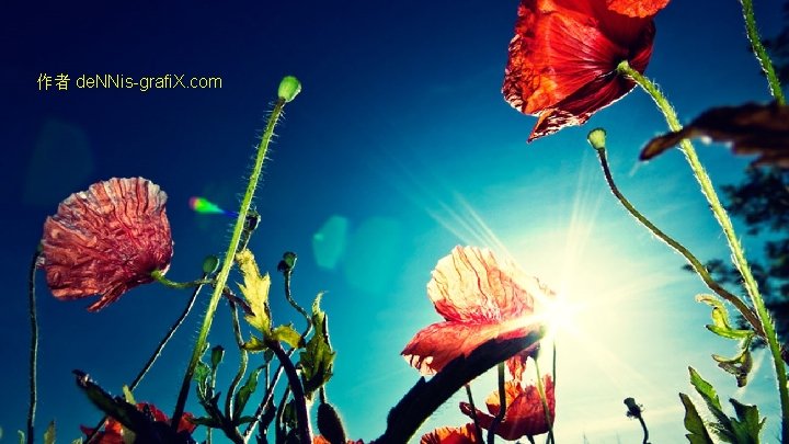 作者 de. NNis-grafi. X. com 