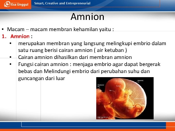 Amnion • Macam – macam membran kehamilan yaitu : 1. Amnion : • merupakan