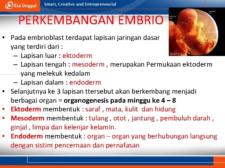PERKEMBANGAN EMBRIO • Pada embrioblast terdapat lapisan jaringan dasar yang terdiri dari : –