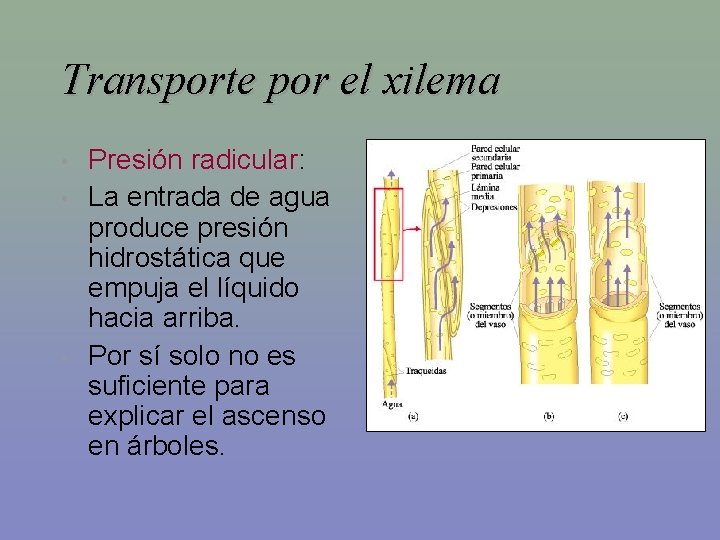 Transporte por el xilema • • • Presión radicular: La entrada de agua produce