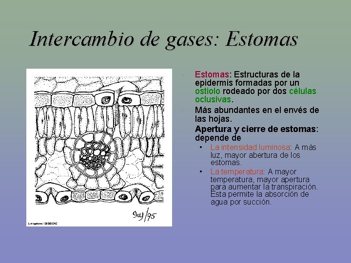 Intercambio de gases: Estomas • • • Estomas: Estructuras de la epidermis formadas por