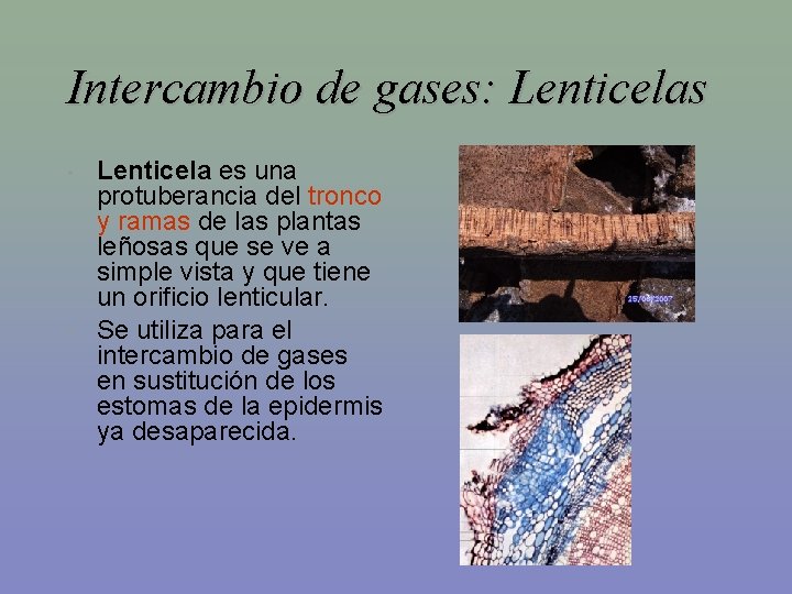 Intercambio de gases: Lenticelas • • Lenticela es una protuberancia del tronco y ramas