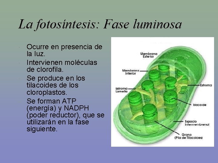 La fotosíntesis: Fase luminosa • • Ocurre en presencia de la luz. Intervienen moléculas