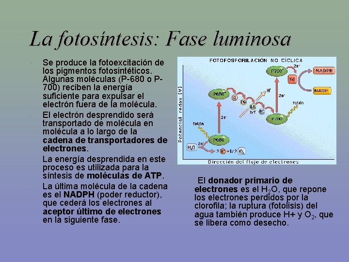 La fotosíntesis: Fase luminosa • • Se produce la fotoexcitación de los pigmentos fotosintéticos.