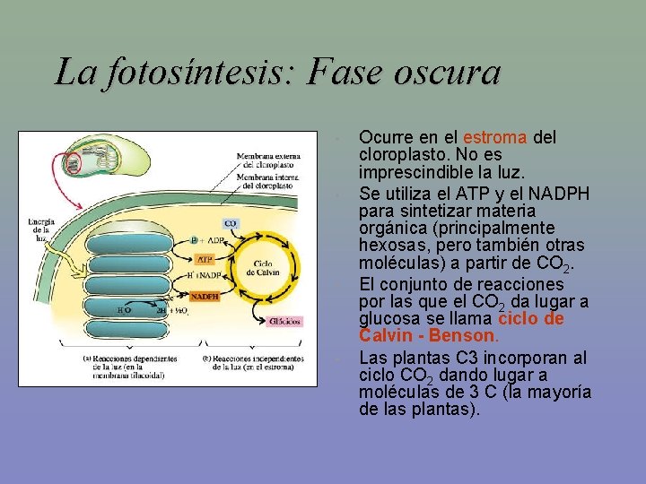 La fotosíntesis: Fase oscura • • Ocurre en el estroma del cloroplasto. No es