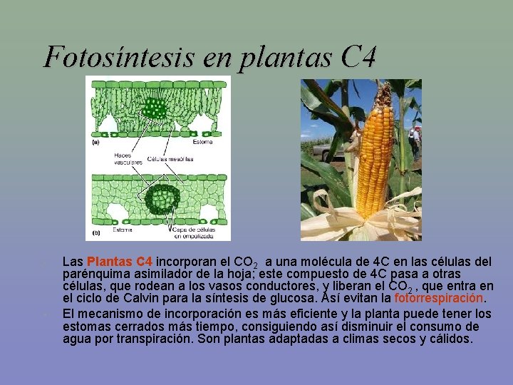 Fotosíntesis en plantas C 4 • • Las Plantas C 4 incorporan el CO