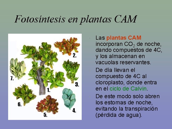 Fotosíntesis en plantas CAM • • • Las plantas CAM incorporan CO 2 de