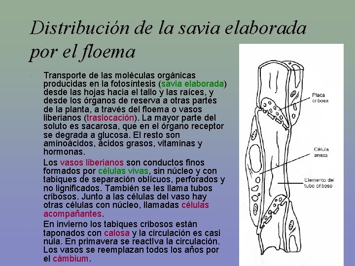 Distribución de la savia elaborada por el floema • • • Transporte de las