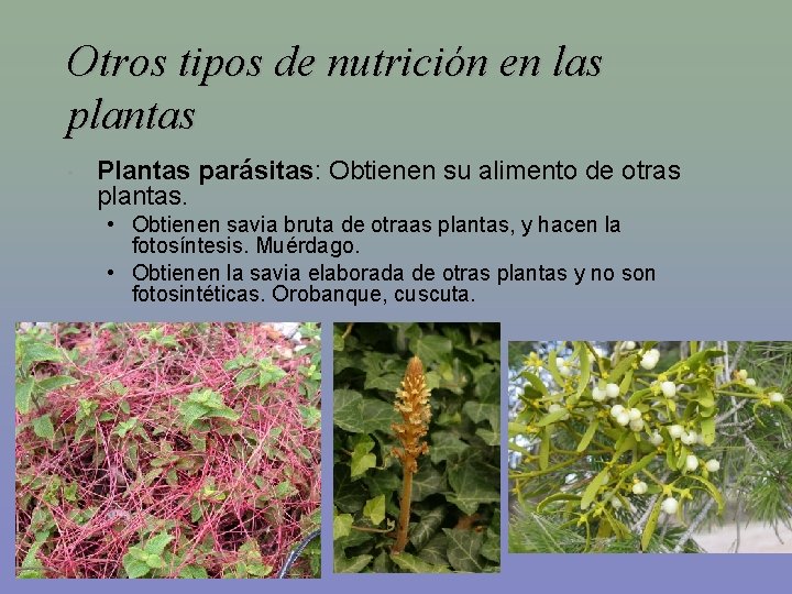 Otros tipos de nutrición en las plantas • Plantas parásitas: Obtienen su alimento de