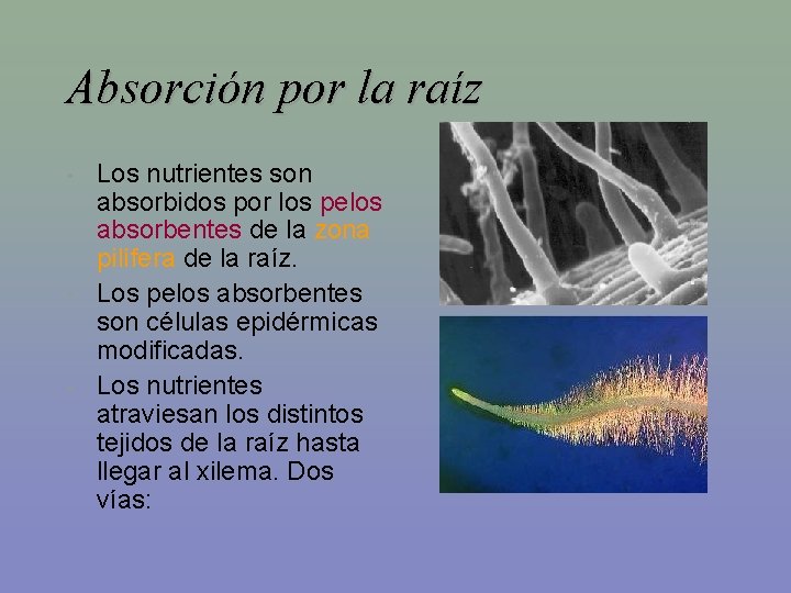 Absorción por la raíz • • • Los nutrientes son absorbidos por los pelos