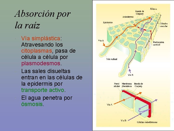 Absorción por la raíz • • • Vía simplástica: Atravesando los citoplasmas, pasa de