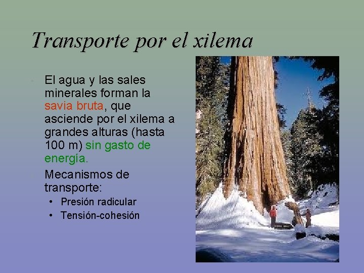 Transporte por el xilema • • El agua y las sales minerales forman la