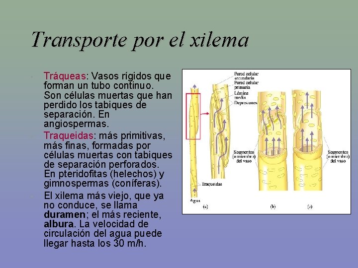 Transporte por el xilema • • • Tráqueas: Vasos rígidos que forman un tubo