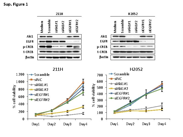 Sup. Figure 1 Aki 1 EGFR p-CREB t-CREB βactin 800 600 400 700 %