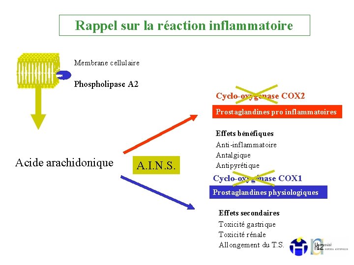 Rappel sur la réaction inflammatoire Membrane cellulaire Phospholipase A 2 Cyclo-oxygénase COX 2 Prostaglandines