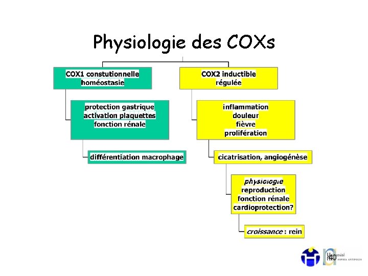 Physiologie des COXs 40 