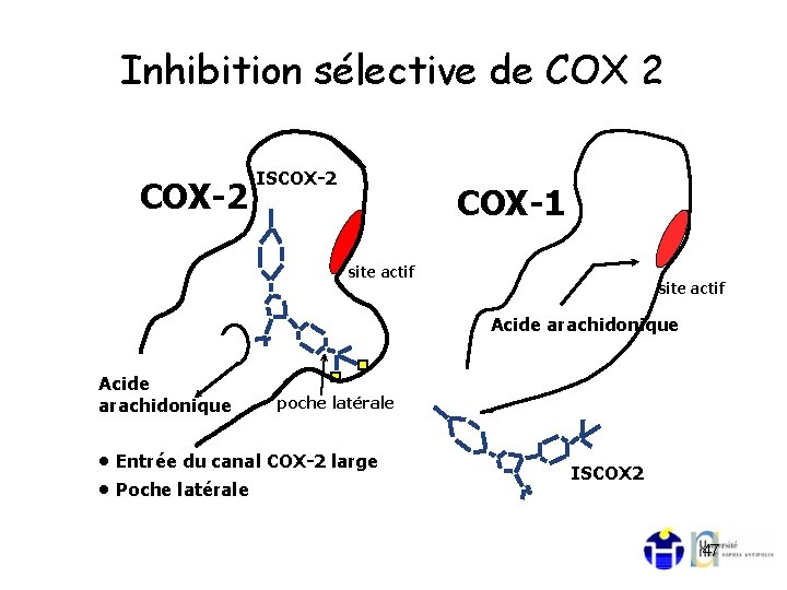 Inhibition sélective de COX 2 COX-2 ISCOX-2 COX-1 site actif Acide arachidonique poche latérale