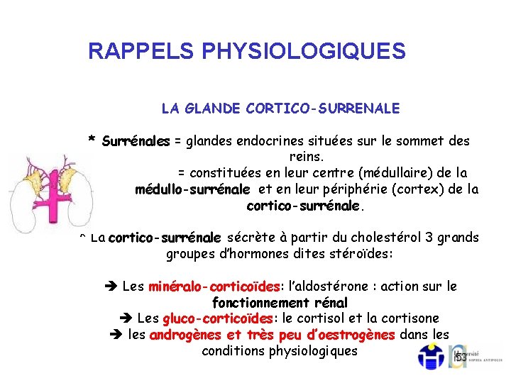 RAPPELS PHYSIOLOGIQUES LA GLANDE CORTICO-SURRENALE * Surrénales = glandes endocrines situées sur le sommet