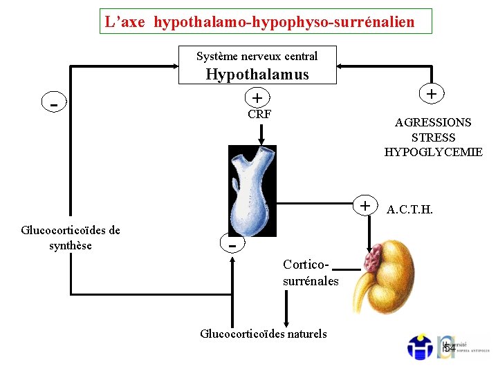 L’axe hypothalamo-hypophyso-surrénalien Système nerveux central Hypothalamus + + - CRF AGRESSIONS STRESS HYPOGLYCEMIE +