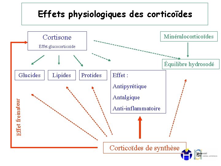 Effets physiologiques des corticoïdes Minéralocorticoïdes Cortisone Effet glucocorticoïde Équilibre hydrosodé Glucides Lipides Protides Effet