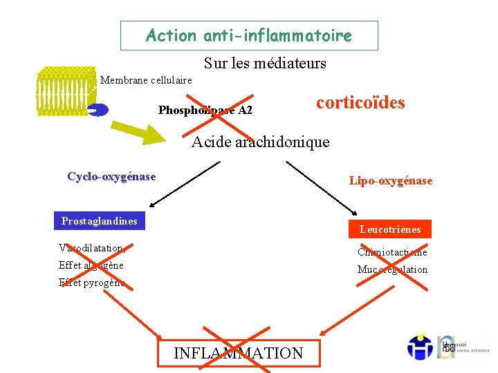 Action anti-inflammatoire Sur les médiateurs Membrane cellulaire Phospholipase A 2 corticoïdes Acide arachidonique Cyclo-oxygénase