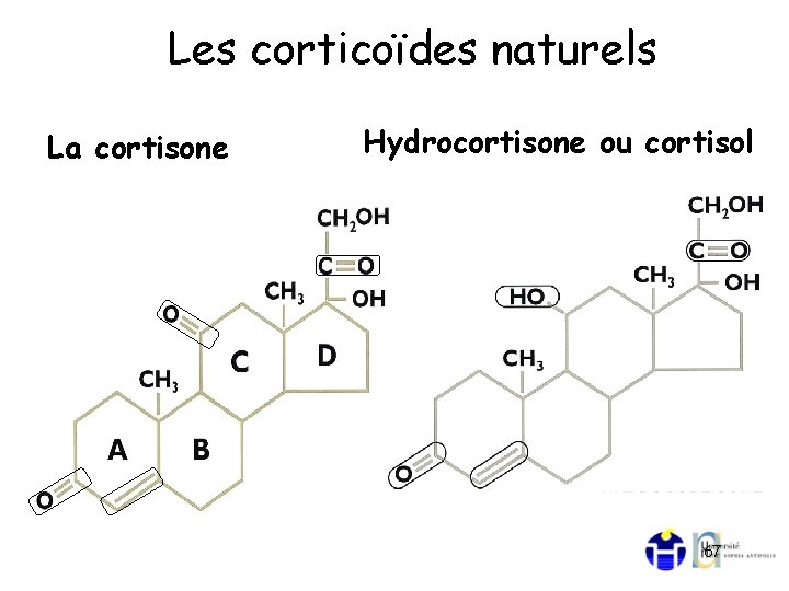 Les corticoïdes naturels La cortisone Hydrocortisone ou cortisol 67 