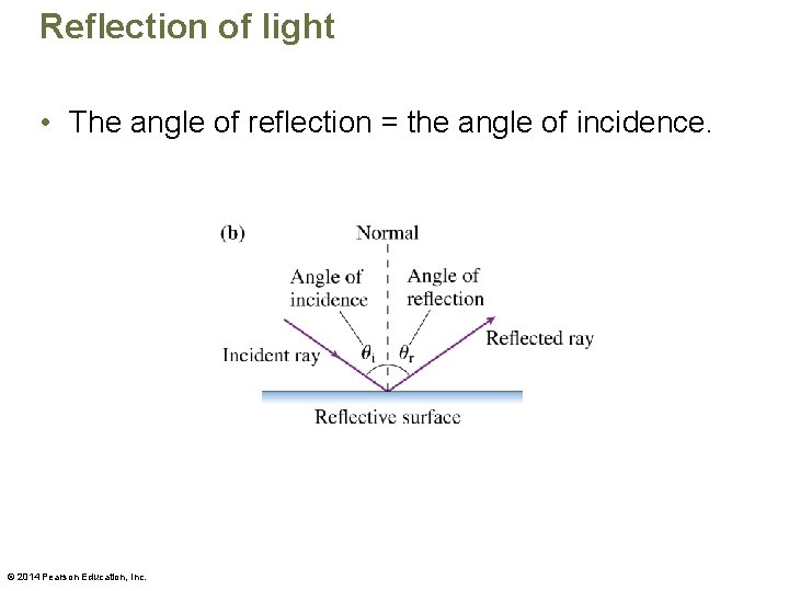 Reflection of light • The angle of reflection = the angle of incidence. ©