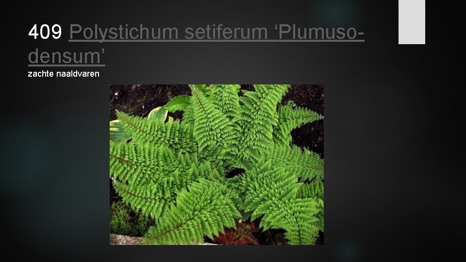 409 Polystichum setiferum ‘Plumusodensum’ zachte naaldvaren 