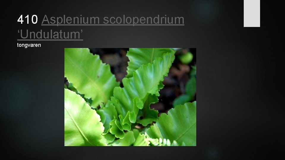 410 Asplenium scolopendrium ‘Undulatum’ tongvaren 