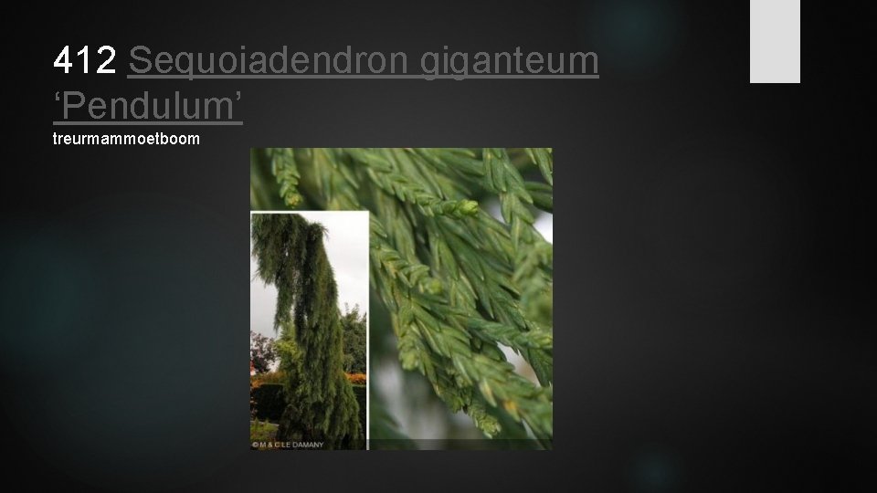 412 Sequoiadendron giganteum ‘Pendulum’ treurmammoetboom 