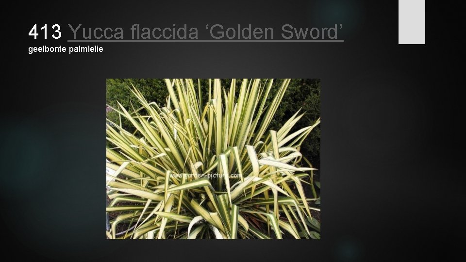 413 Yucca flaccida ‘Golden Sword’ geelbonte palmlelie 