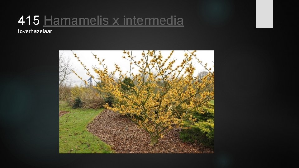 415 Hamamelis x intermedia toverhazelaar 