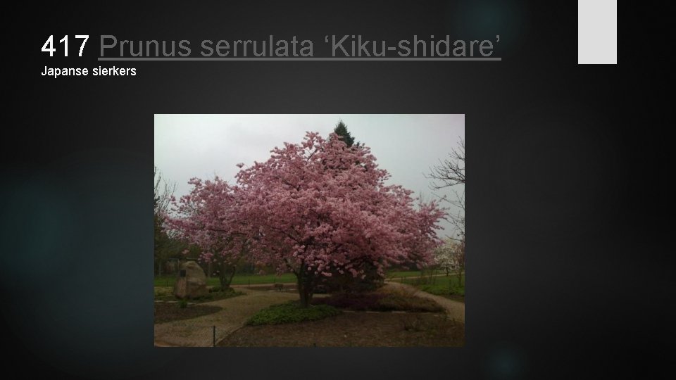 417 Prunus serrulata ‘Kiku-shidare’ Japanse sierkers 