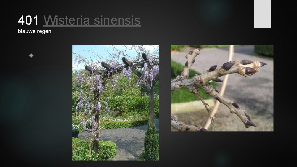 401 Wisteria sinensis blauwe regen 