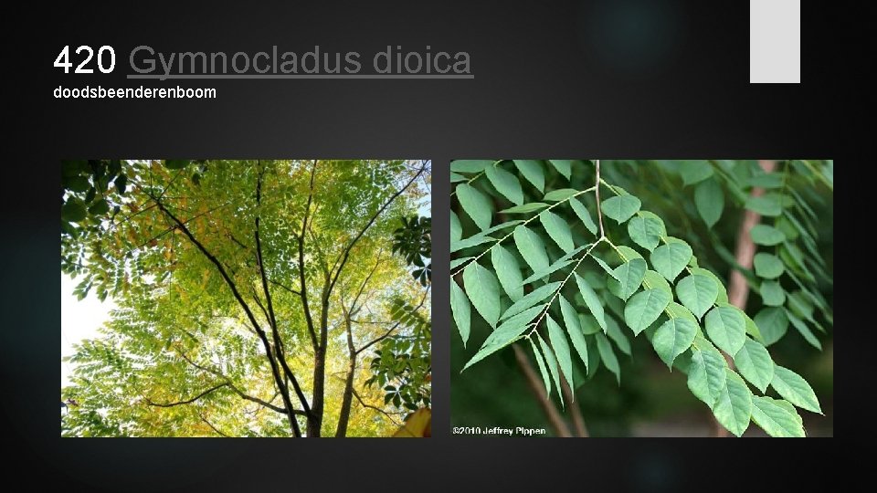420 Gymnocladus dioica doodsbeenderenboom 